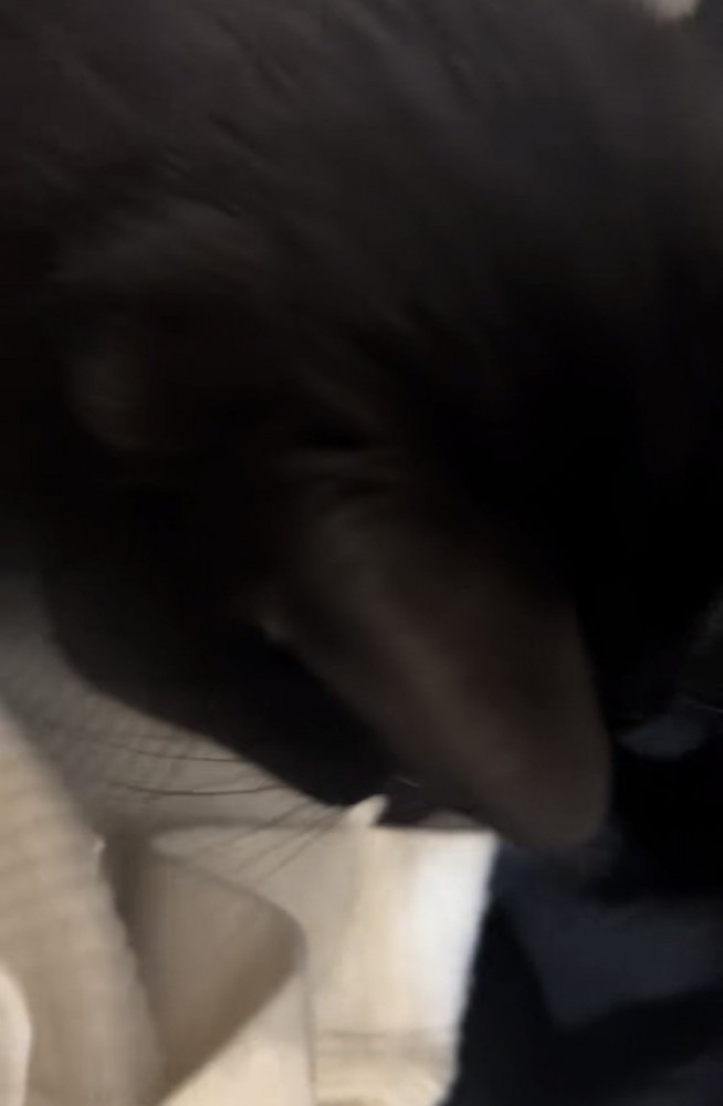 ママの膝に乗る黒猫