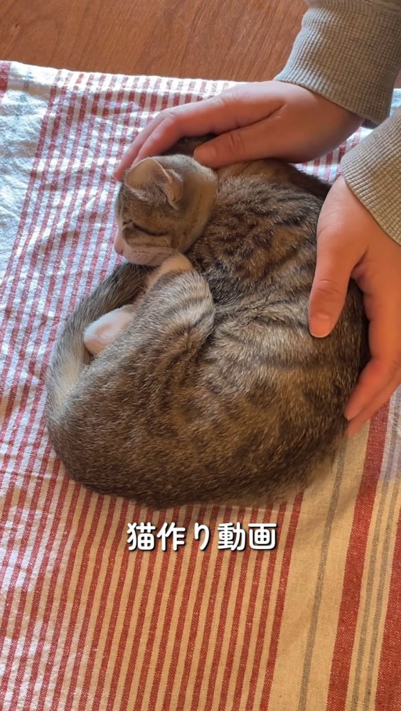 眠っている猫を両手で包む飼い主