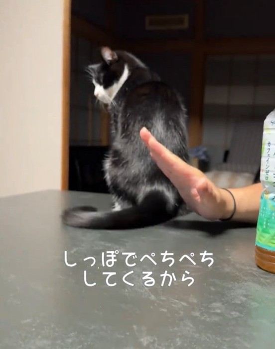 振りかぶる猫