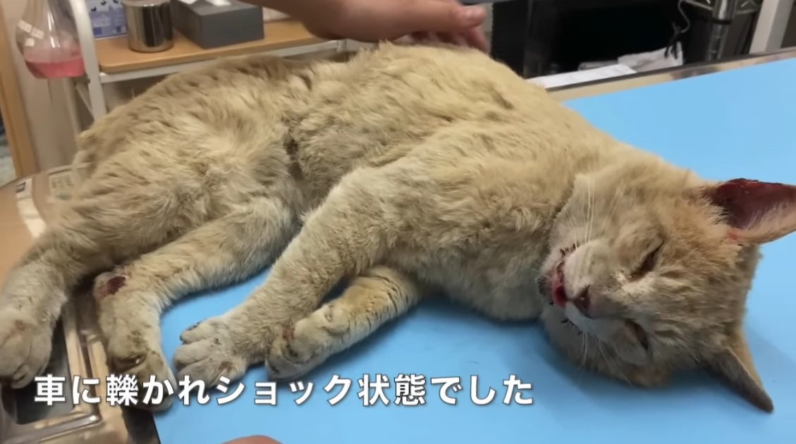 傷だらけで横たわる茶トラ猫