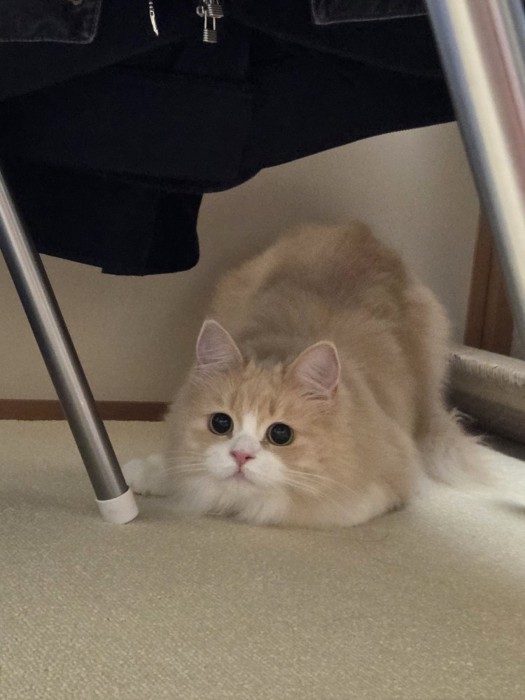 おもちゃに狙いを定める猫