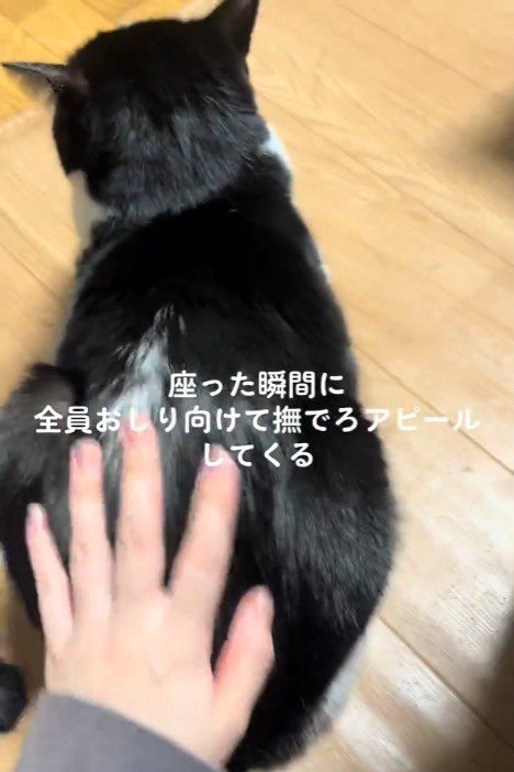 背中をなでられる黒白猫