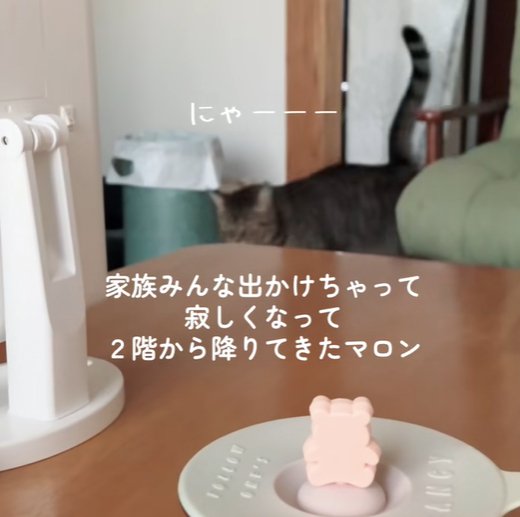 暖簾をくぐりぬけた猫