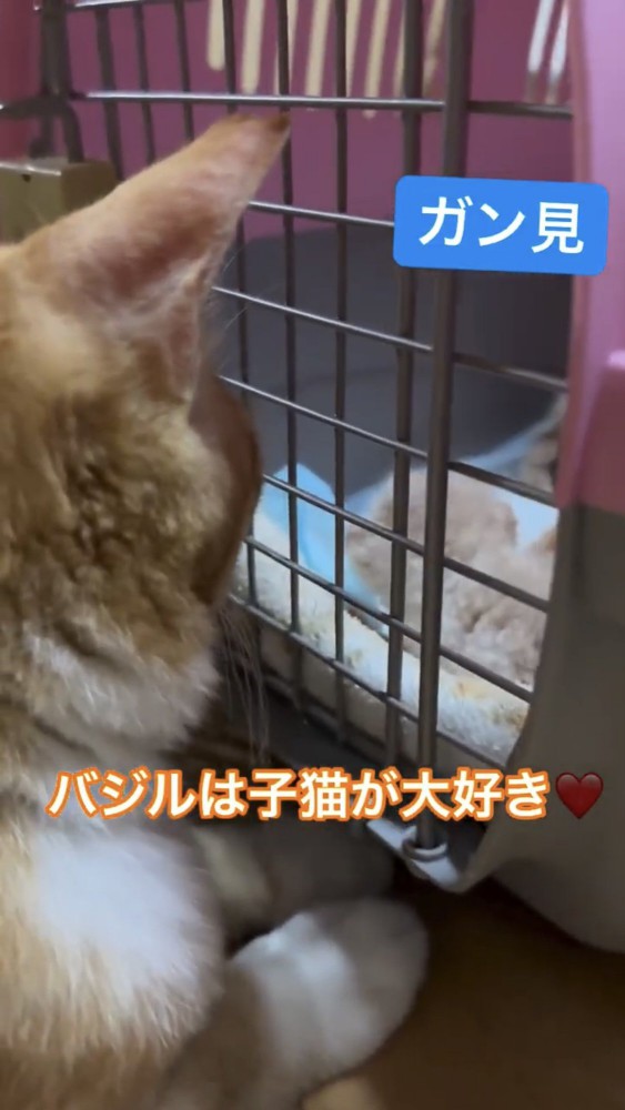 キャリーケースに顔をくっつける猫