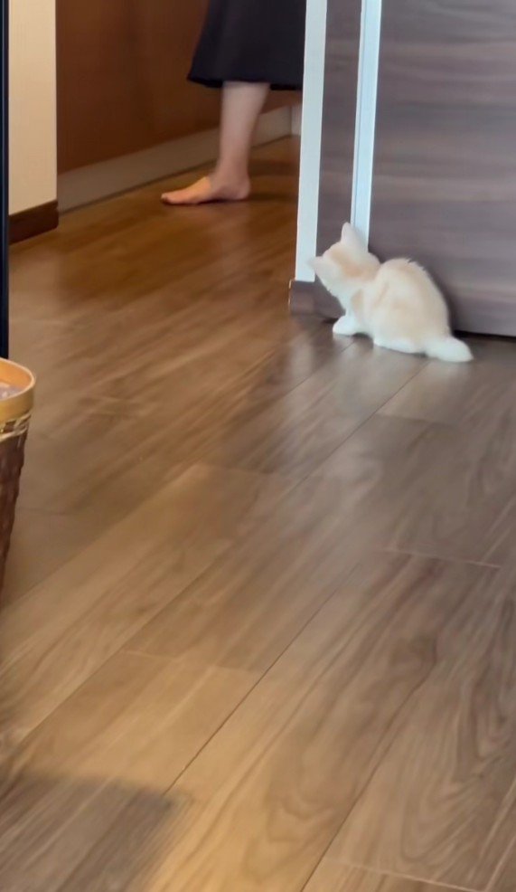 かくれんぼ中のバンビくん