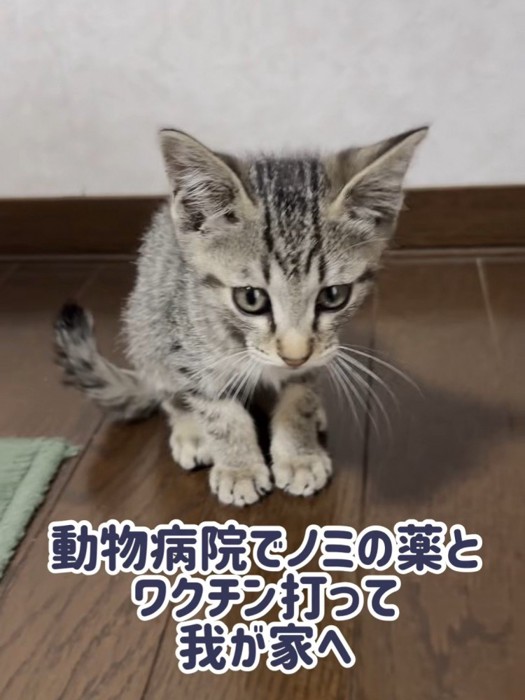 お座りする子猫
