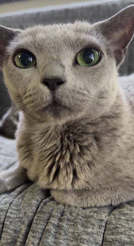 カメラを見つめる成猫