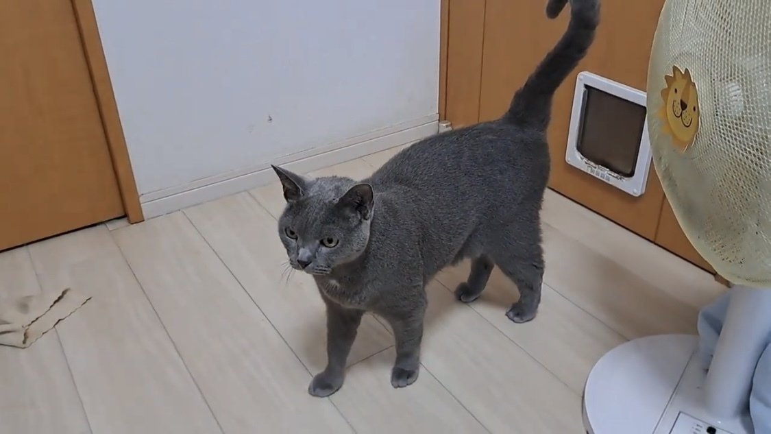 立っている猫