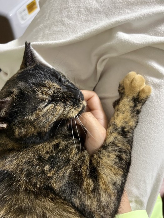 寝るサビ猫と人の手