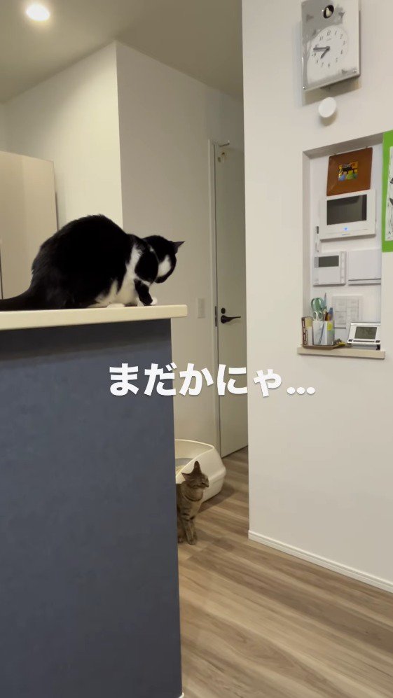 時計のそばで時計の音が鳴るのを待つ2匹の猫