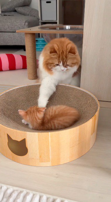 右前足で子猫に触れる成猫