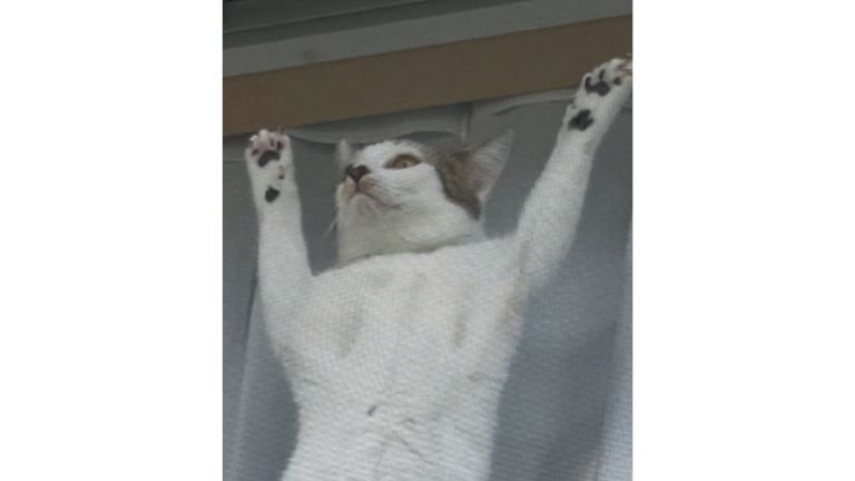 網戸に貼りつく猫