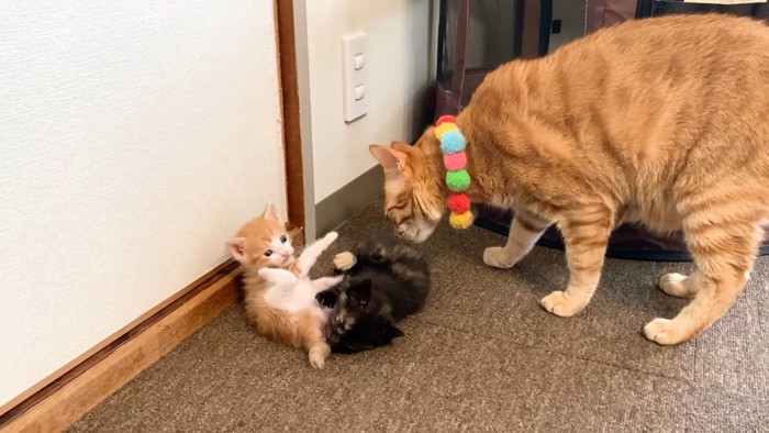 ニャンプロ