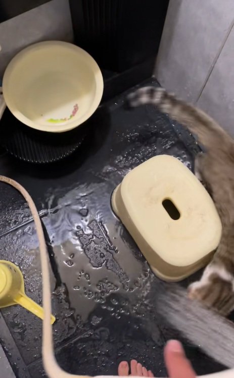 シャワーの水を追いかける猫