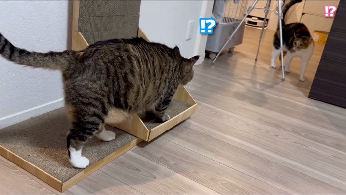 飼い主のそばから立ち去ろうとする猫