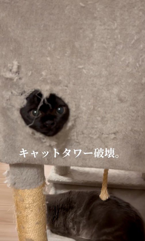 穴から顔を出している猫