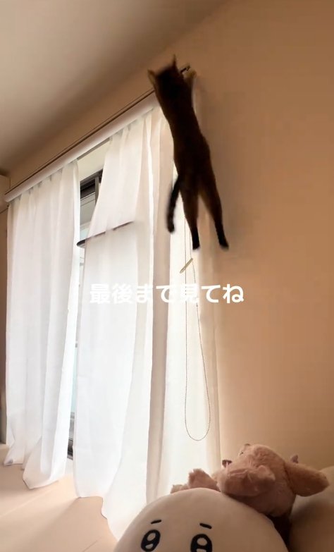 カーテンレールに向かってジャンプする猫