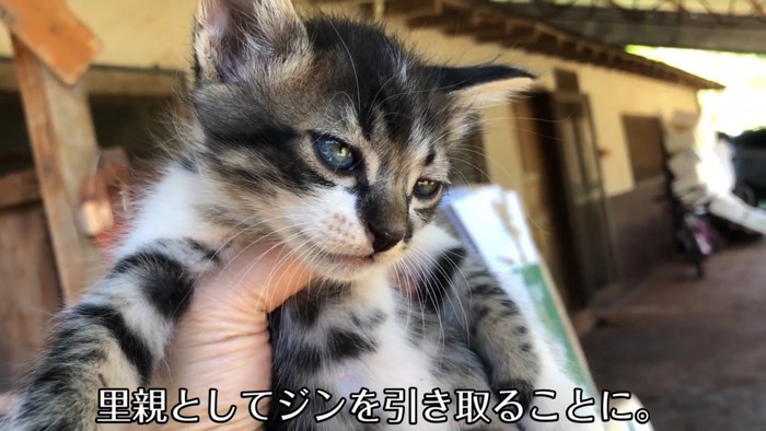 テロップ「里親として~」