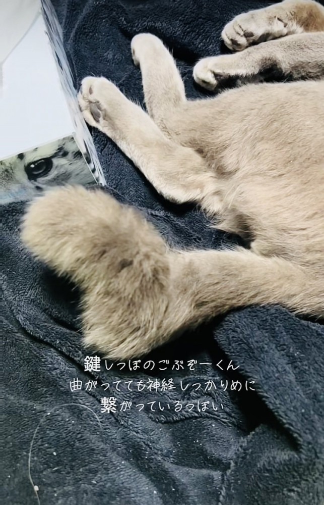 毛布の上で寝る雑種猫