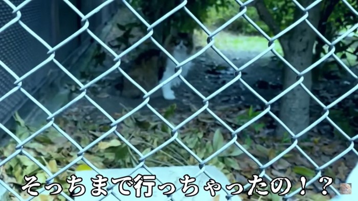 さらに奥へ進む猫