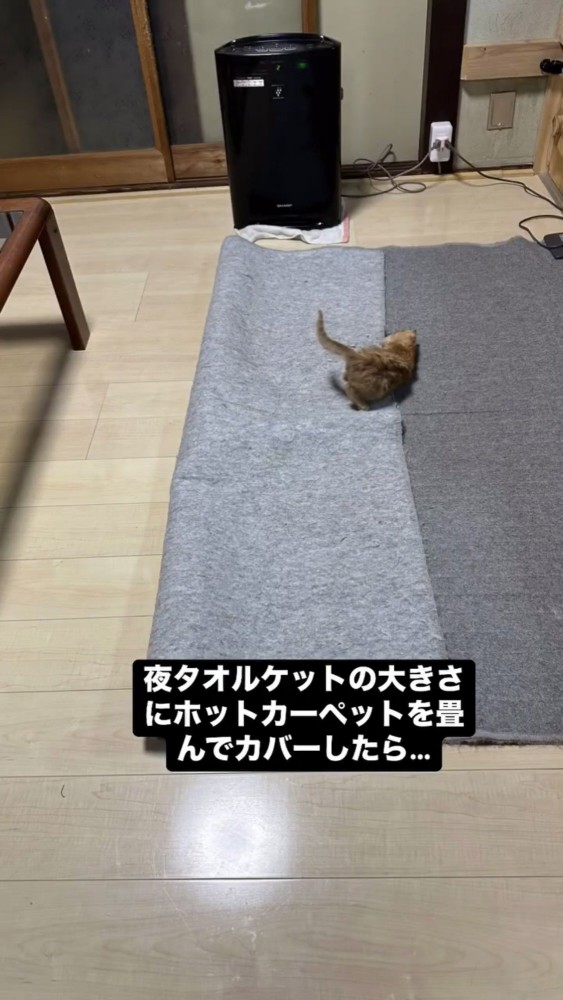 ホットカーペットでくつろぐ猫