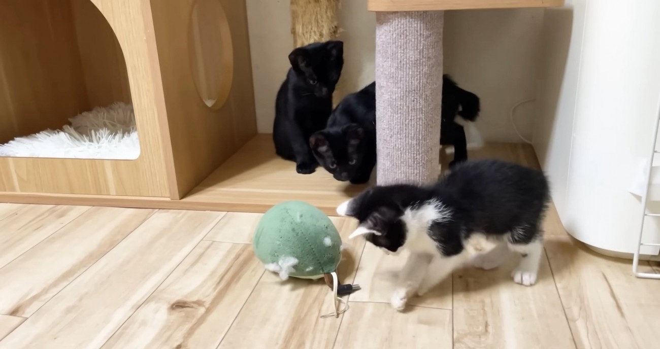 ロアちゃん含め3匹の子猫のいる写真