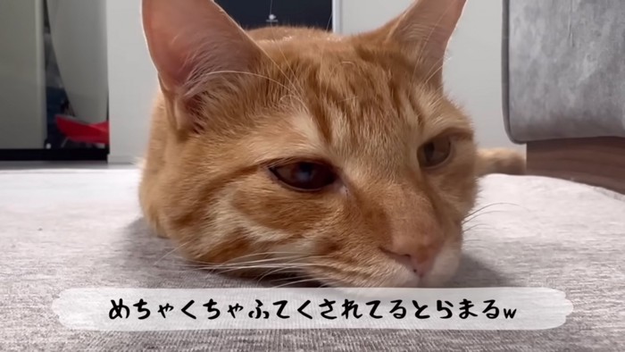 不貞腐れる猫