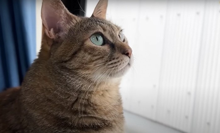 窓の外を眺める猫