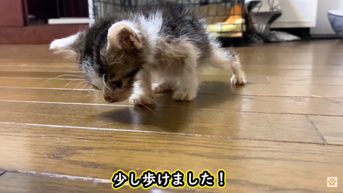 歩けた子猫