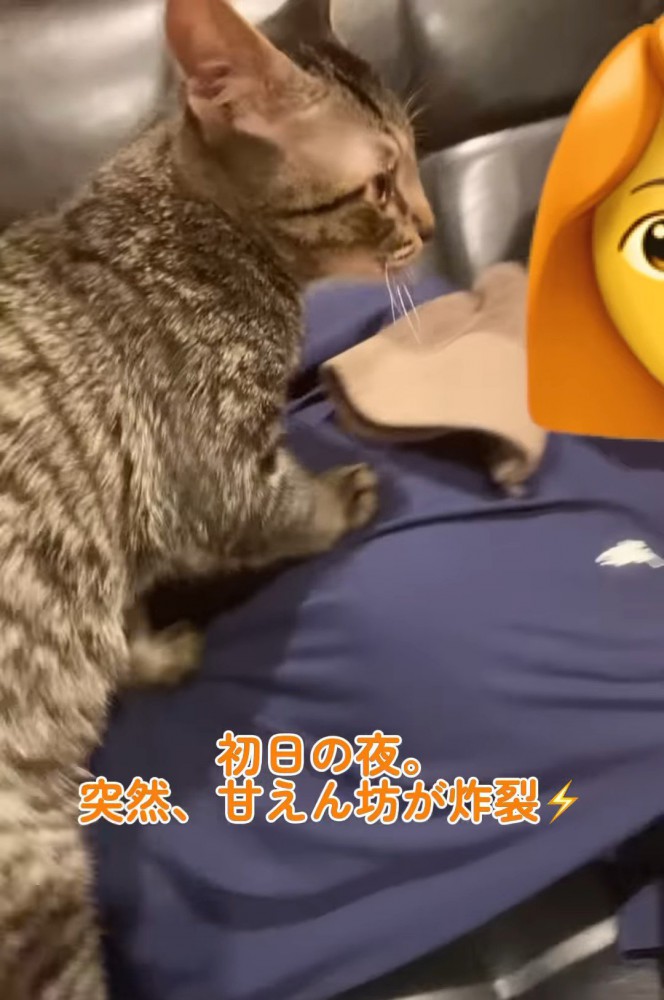 人のお腹の上に乗る猫