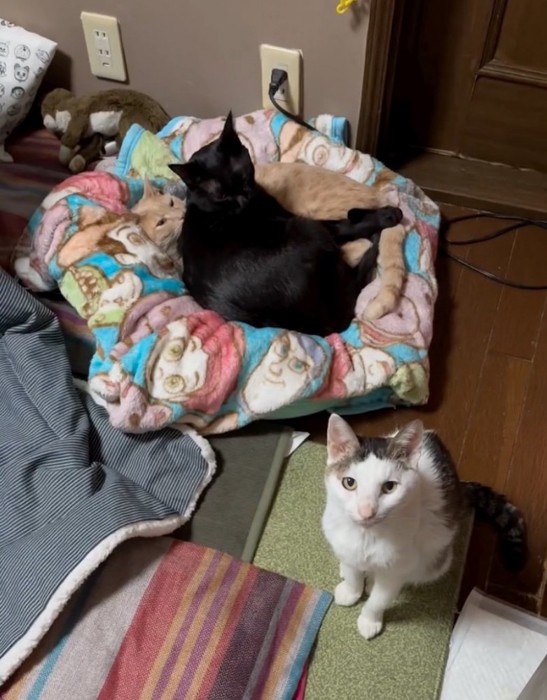 同じ場所に集まる猫たち