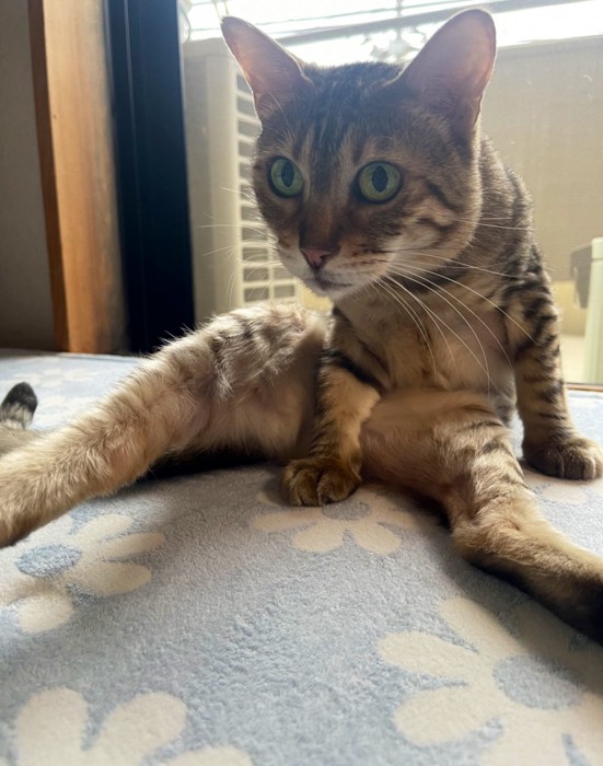 毛づくろい中の猫