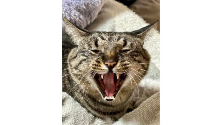 口を開けている猫