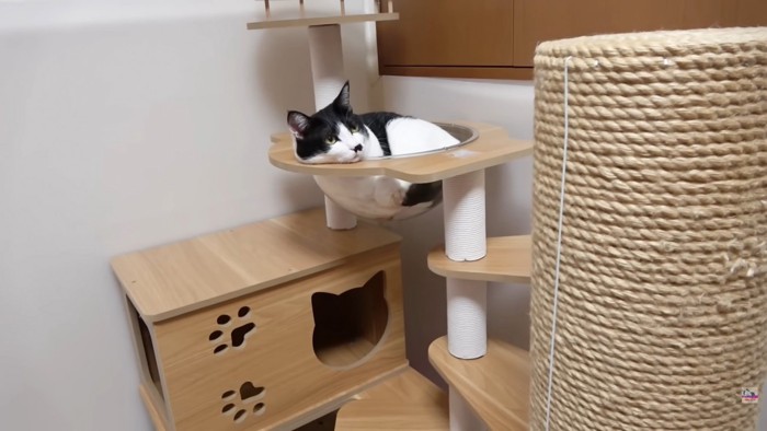 白黒ハチワレさん