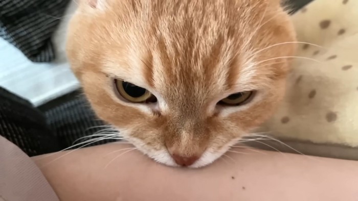 ママを噛むプリンくん