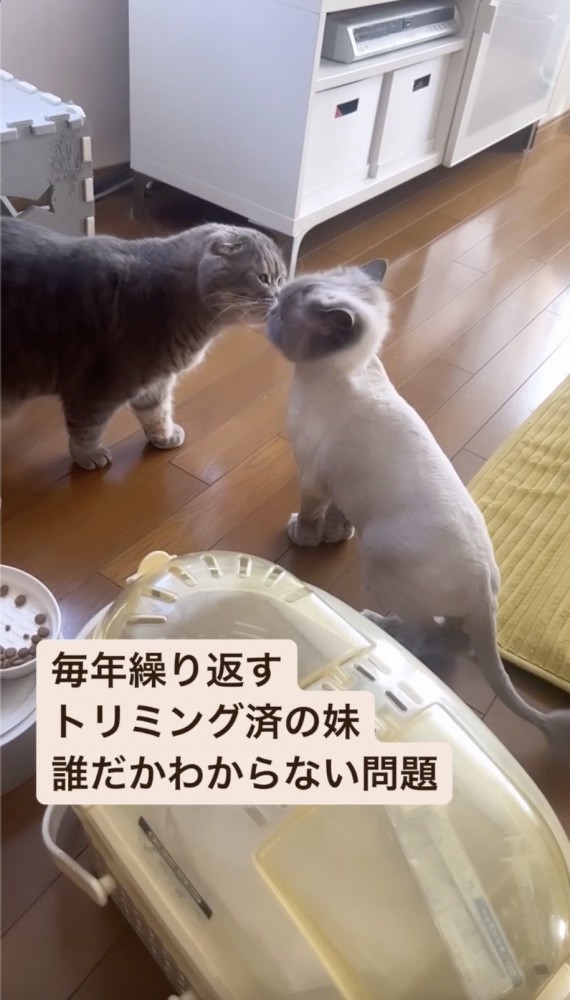 においを嗅がれて頭を振る猫