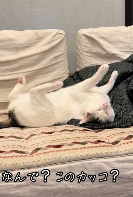 へそ天でひっくり返って寝ている猫
