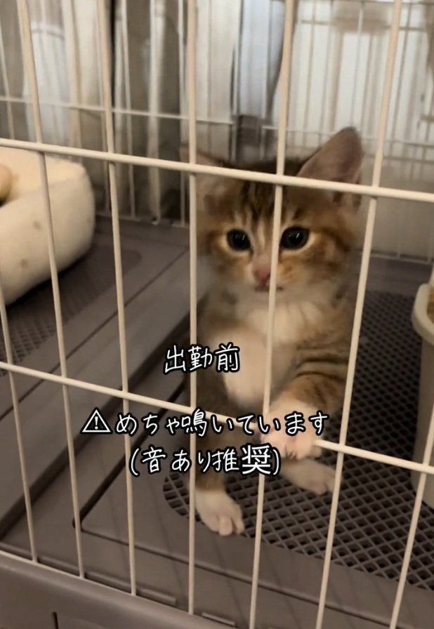 ケージ内で立つにこりちゃん