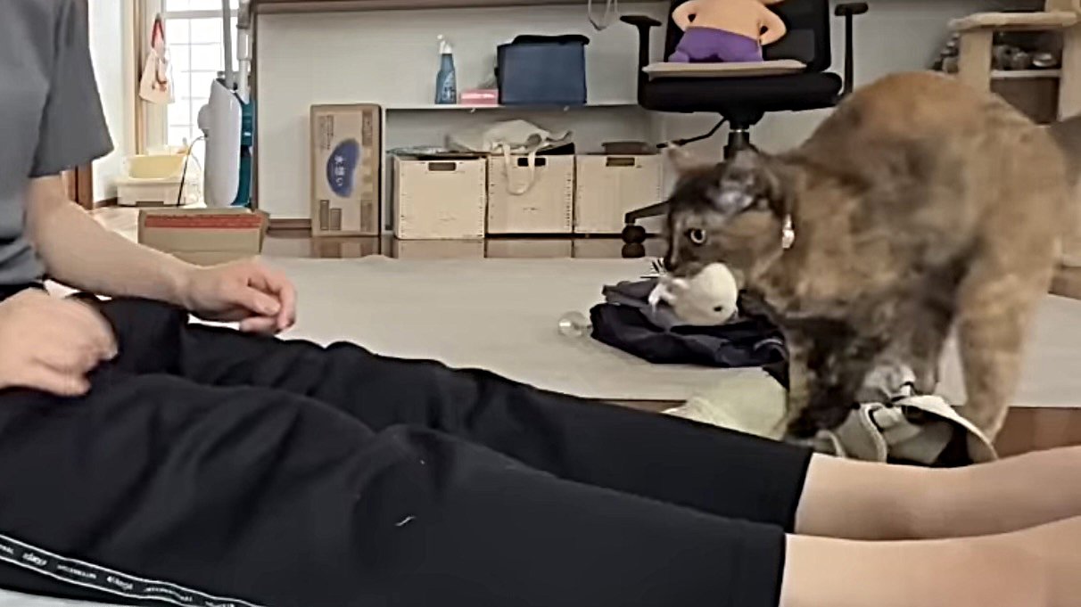 人形くわえたままマットをふみふみする猫