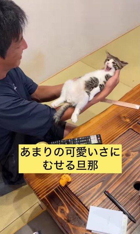 アクビをする猫