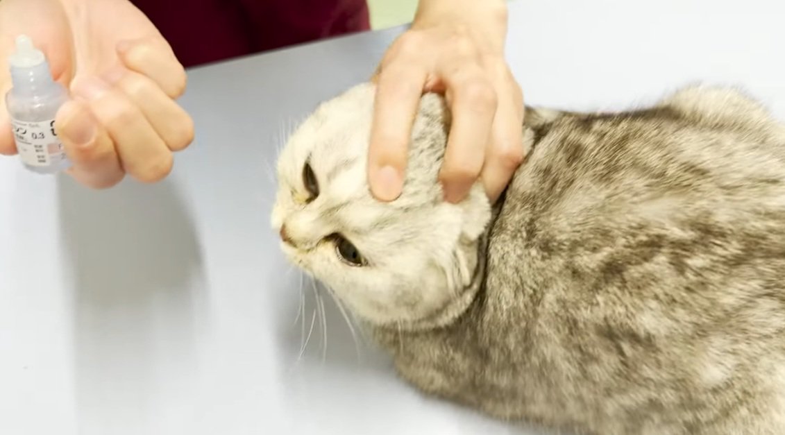 点眼されるブリティッシュショートヘアの子猫