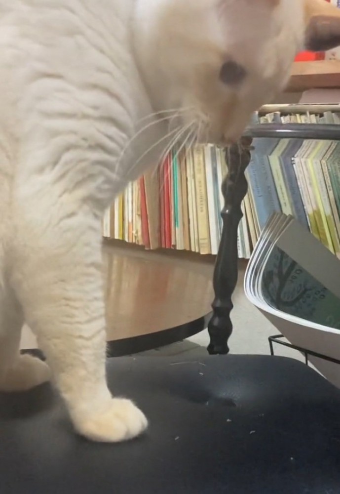 怒ったような目つきの猫