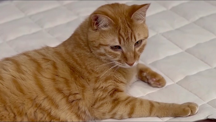 赤ちゃんを見つめる茶トラ猫