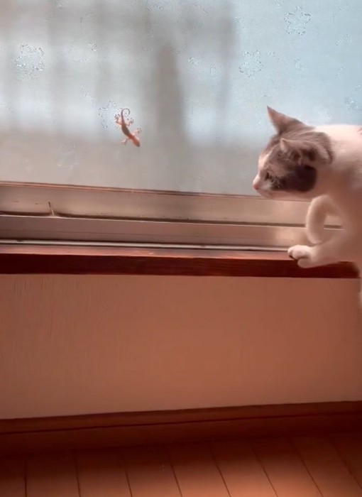 後ろからやってくる猫