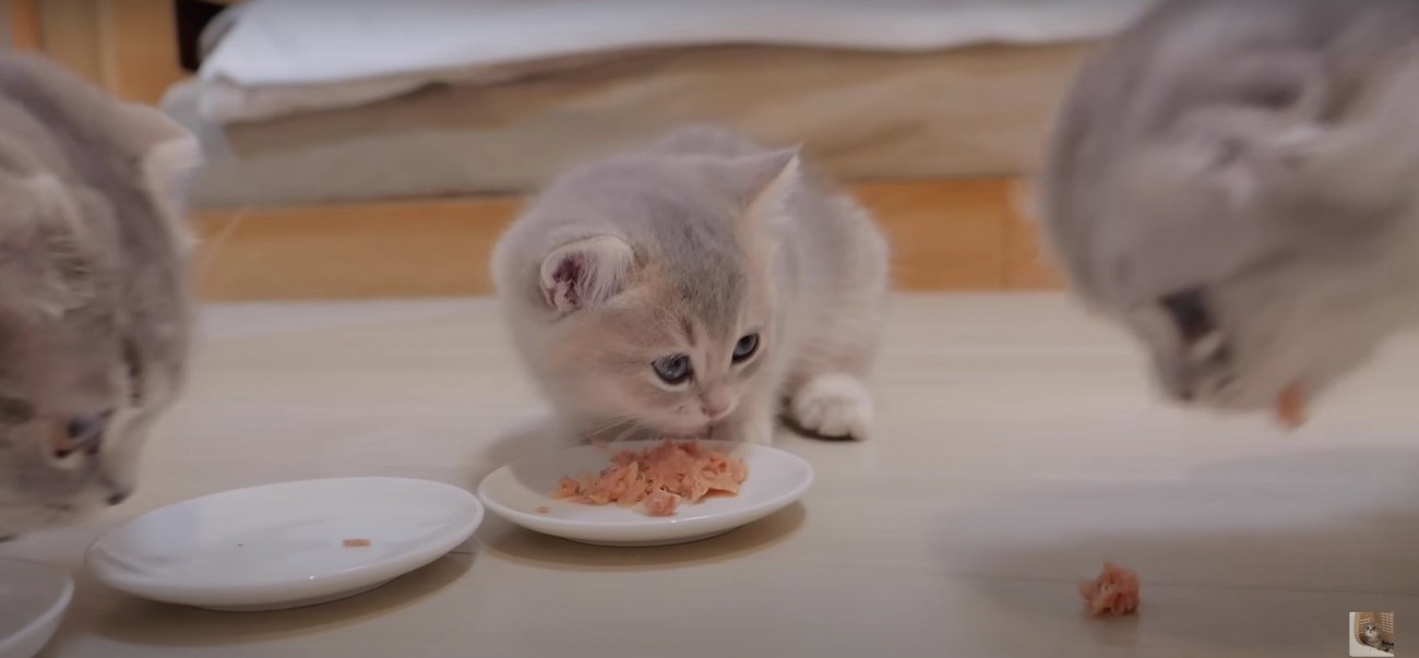 ごはんを食べている子猫