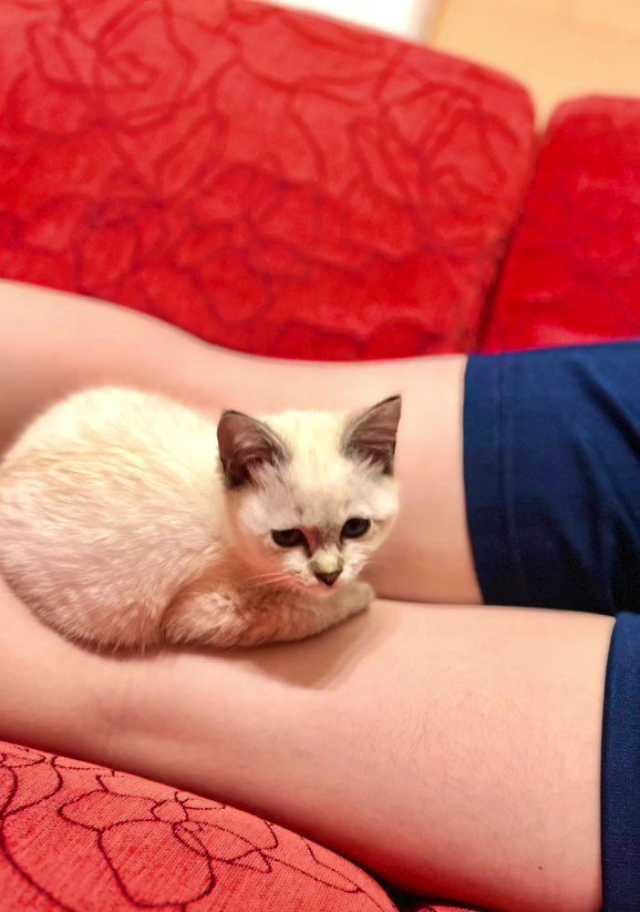 脚にのっている猫