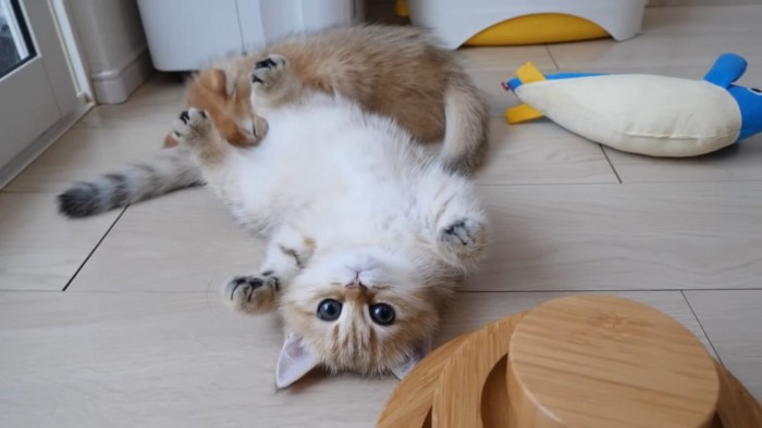 仰向けで毛繕いされる子猫