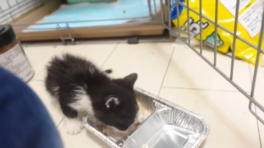 ご飯を食べている兄猫