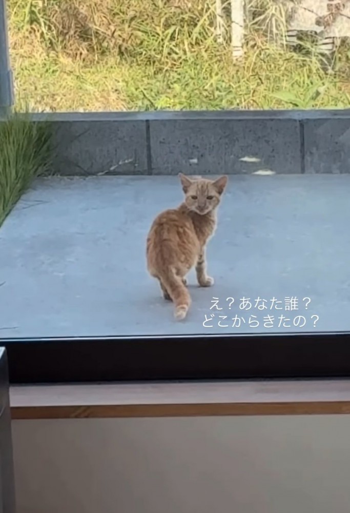 家の前で振り返る子猫