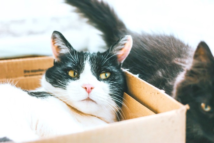 白髪交じりっぽい白黒猫